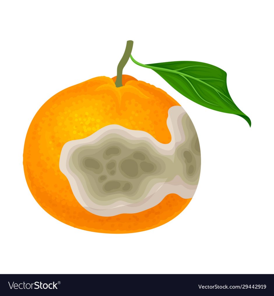 Гнилой апельсин внутри