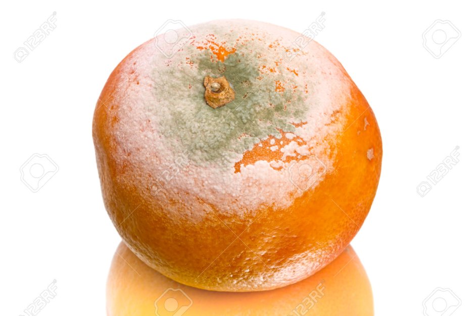 Гнилой апельсин