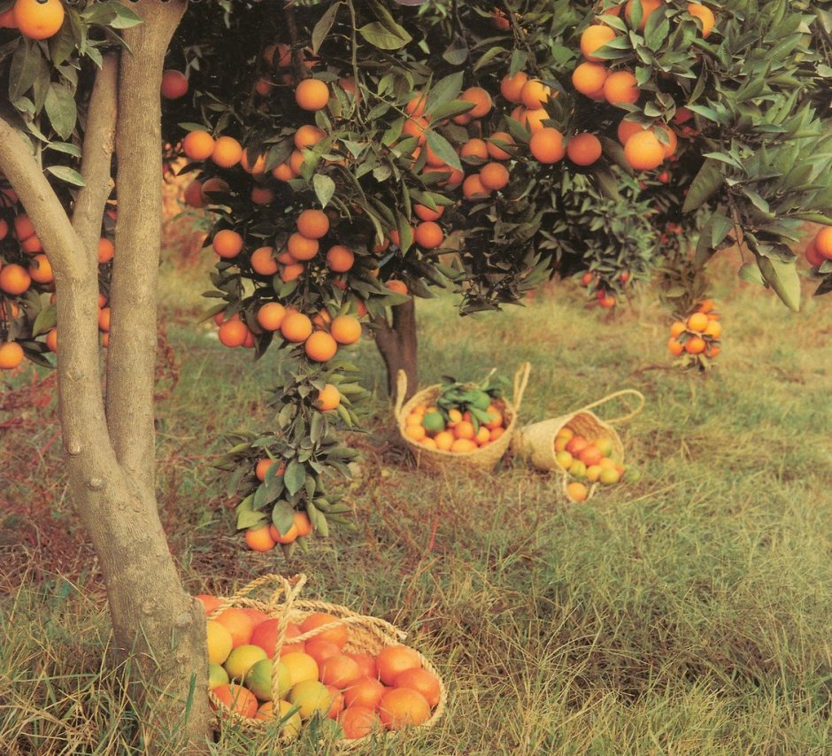 Персиковые сады в Италии