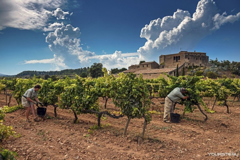 Сельское хозяйство Испании виноградарство