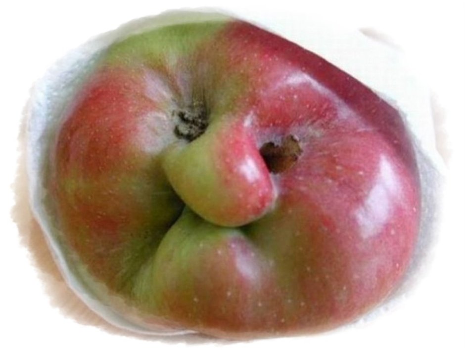 Сорт яблок ворчливая бабушка