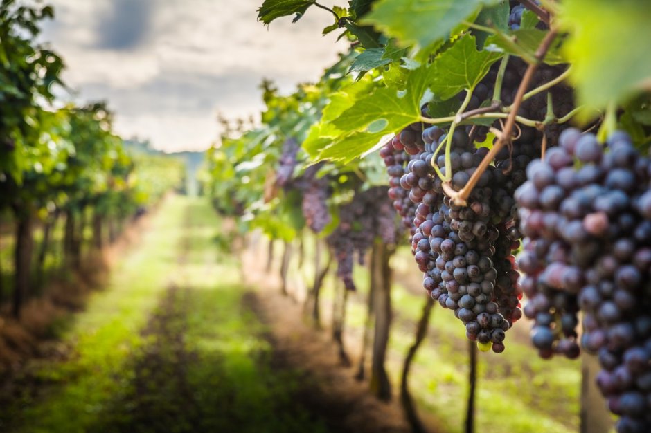 Виноградные плантации в Абрау-Дюрсо