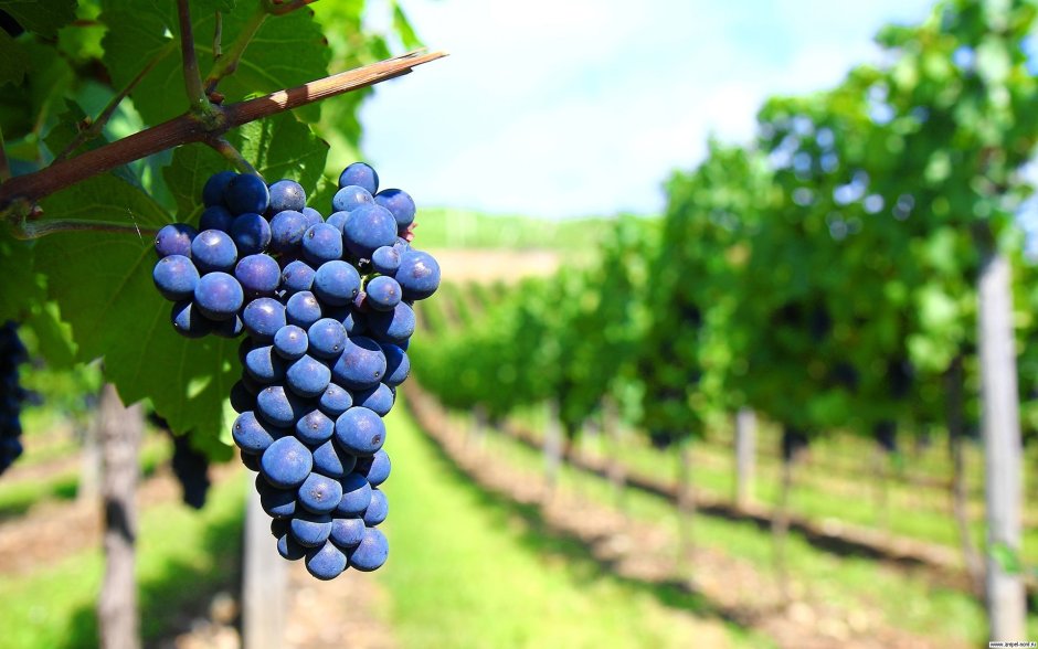 Винный виноград Саперави