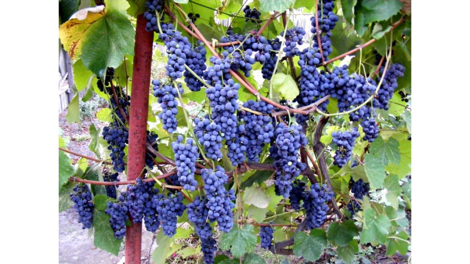 Винный сорт винограда Кудерка