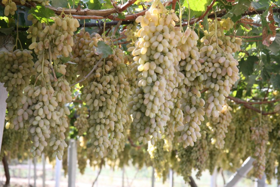 Каттакурган виноград
