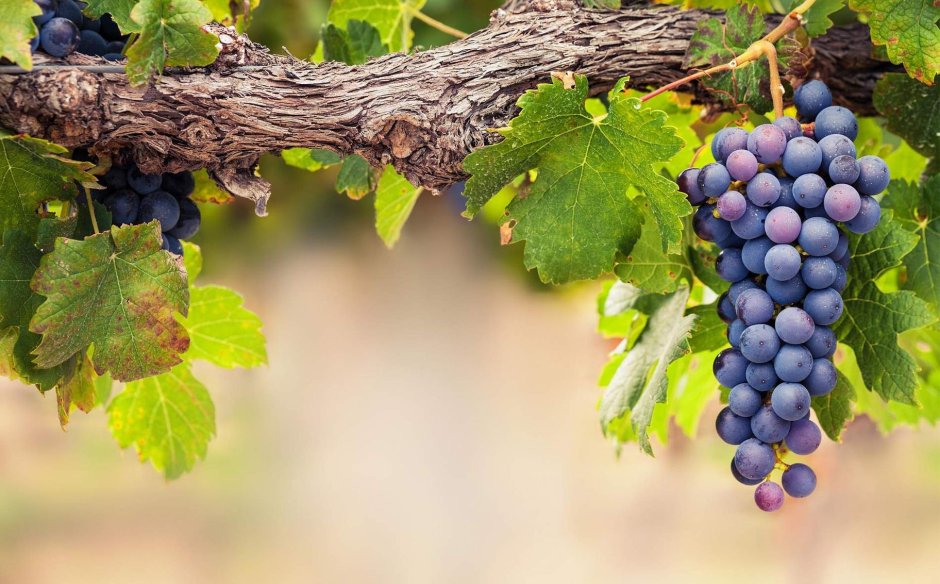 Виноградная лоза с виноградом