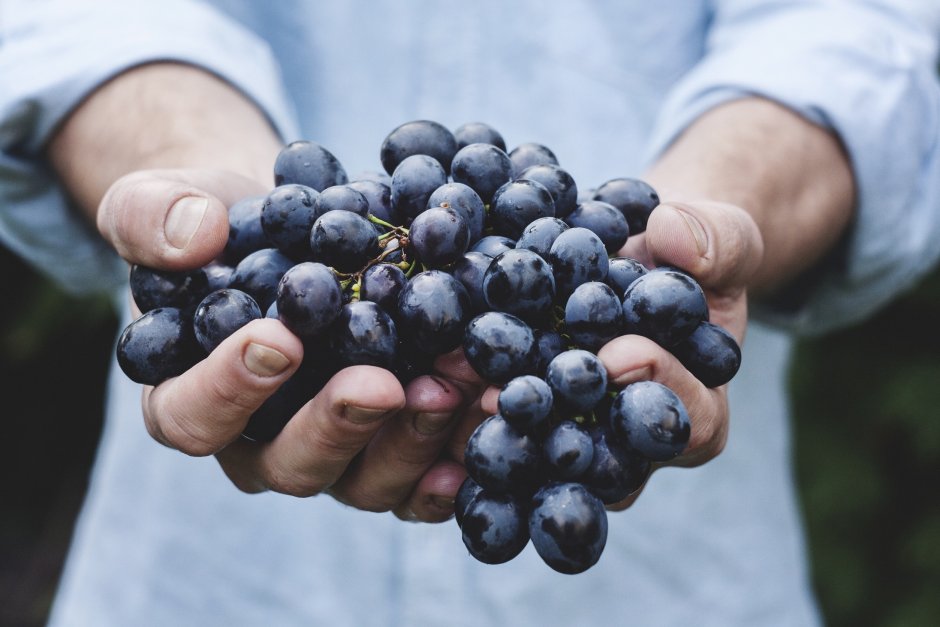 Гроздь винограда в руке