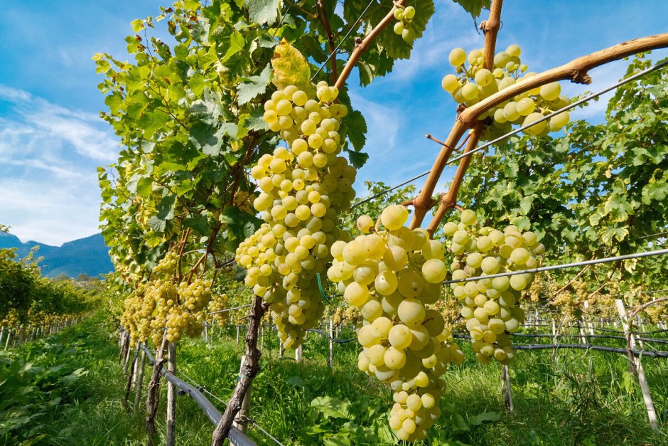 Виноградники виноград Кубань