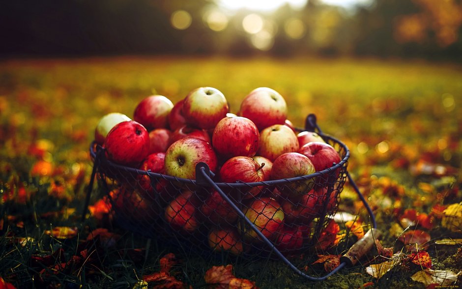 Яблоки в осеннем саду