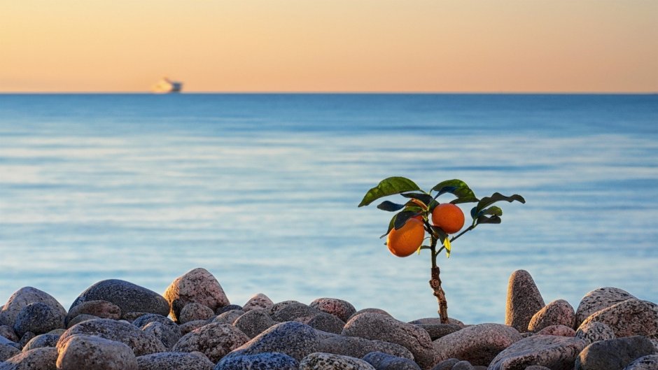 Мандарины на пляже в Абхазии