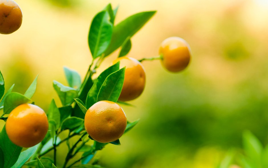 Мандариновое и лимонное дерево