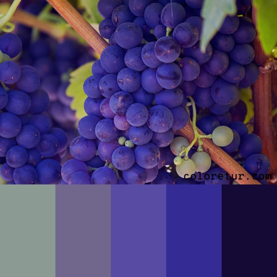 Виноградный цвет