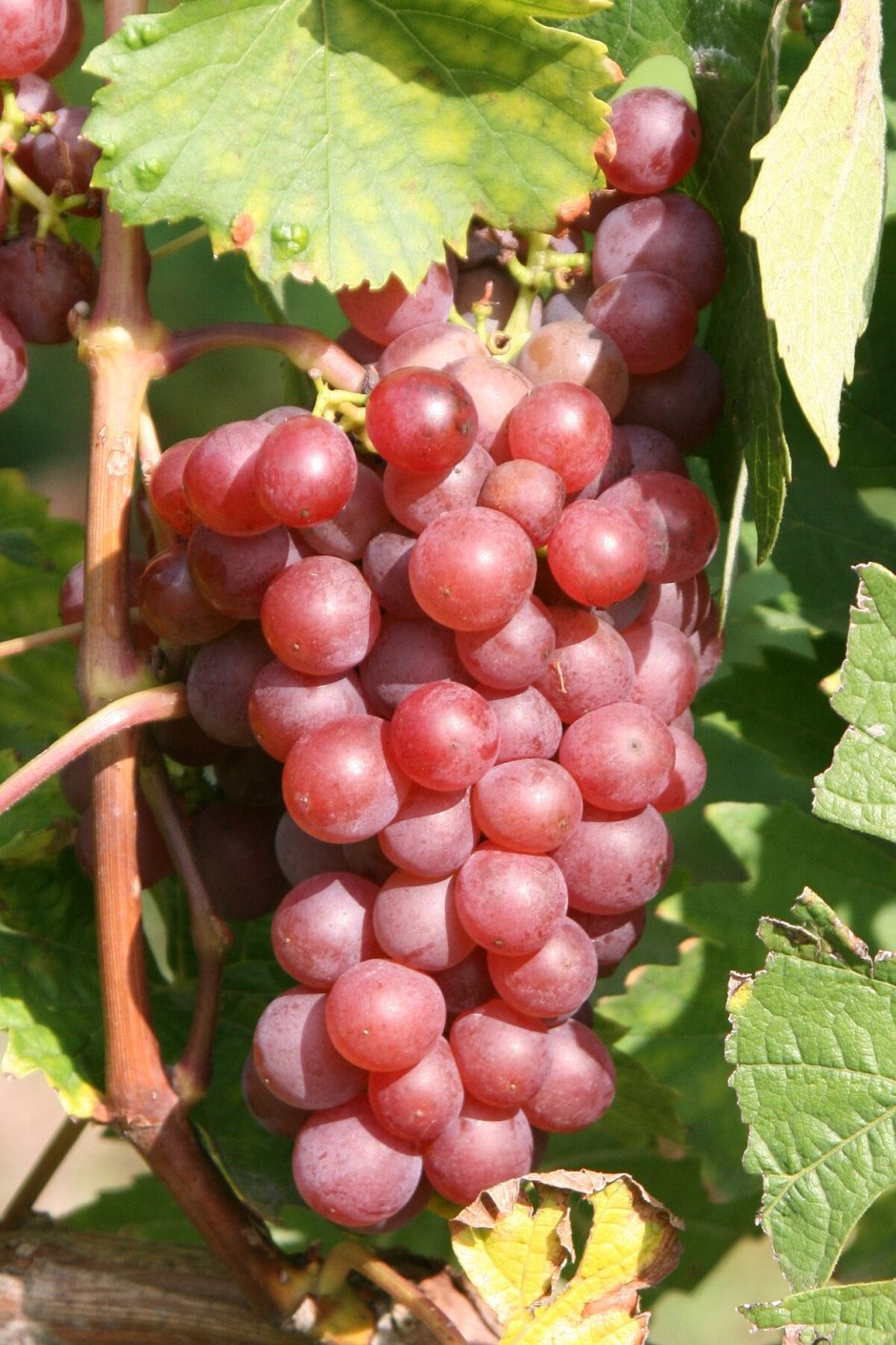 Виноград бордовая мантия