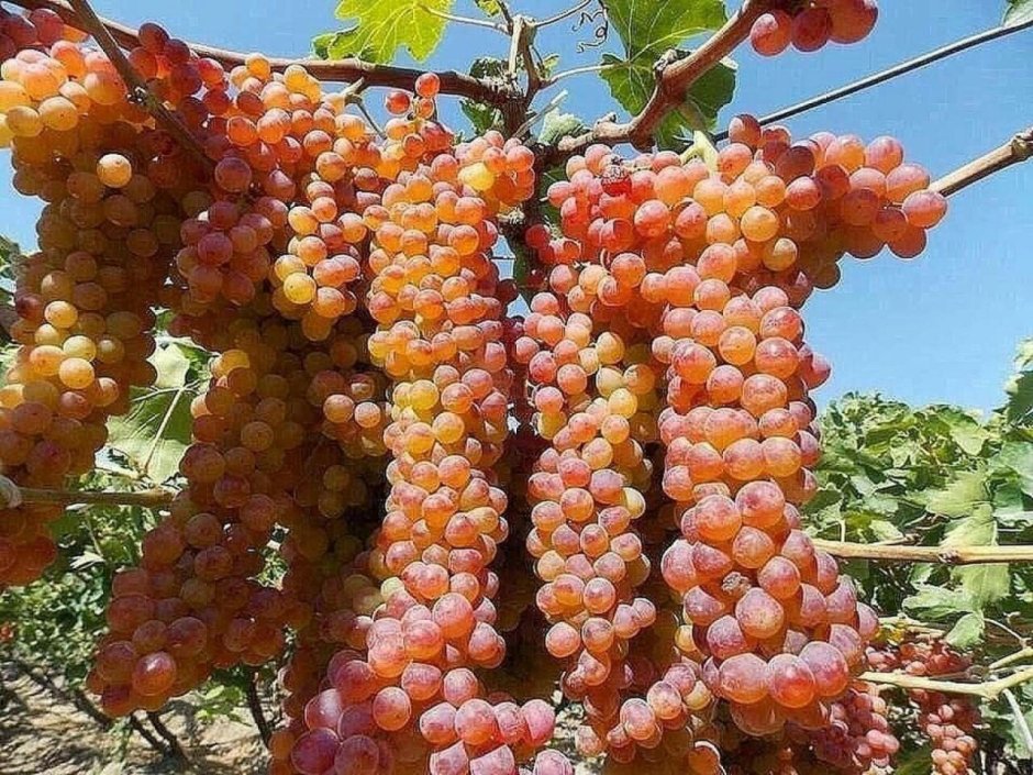 Виноград кишмиш Армения
