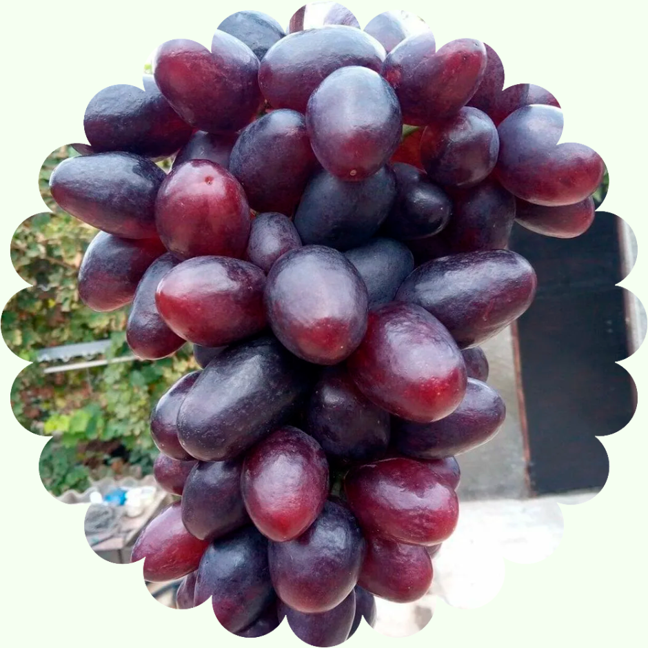 Сорт винограда МУРМЕТ