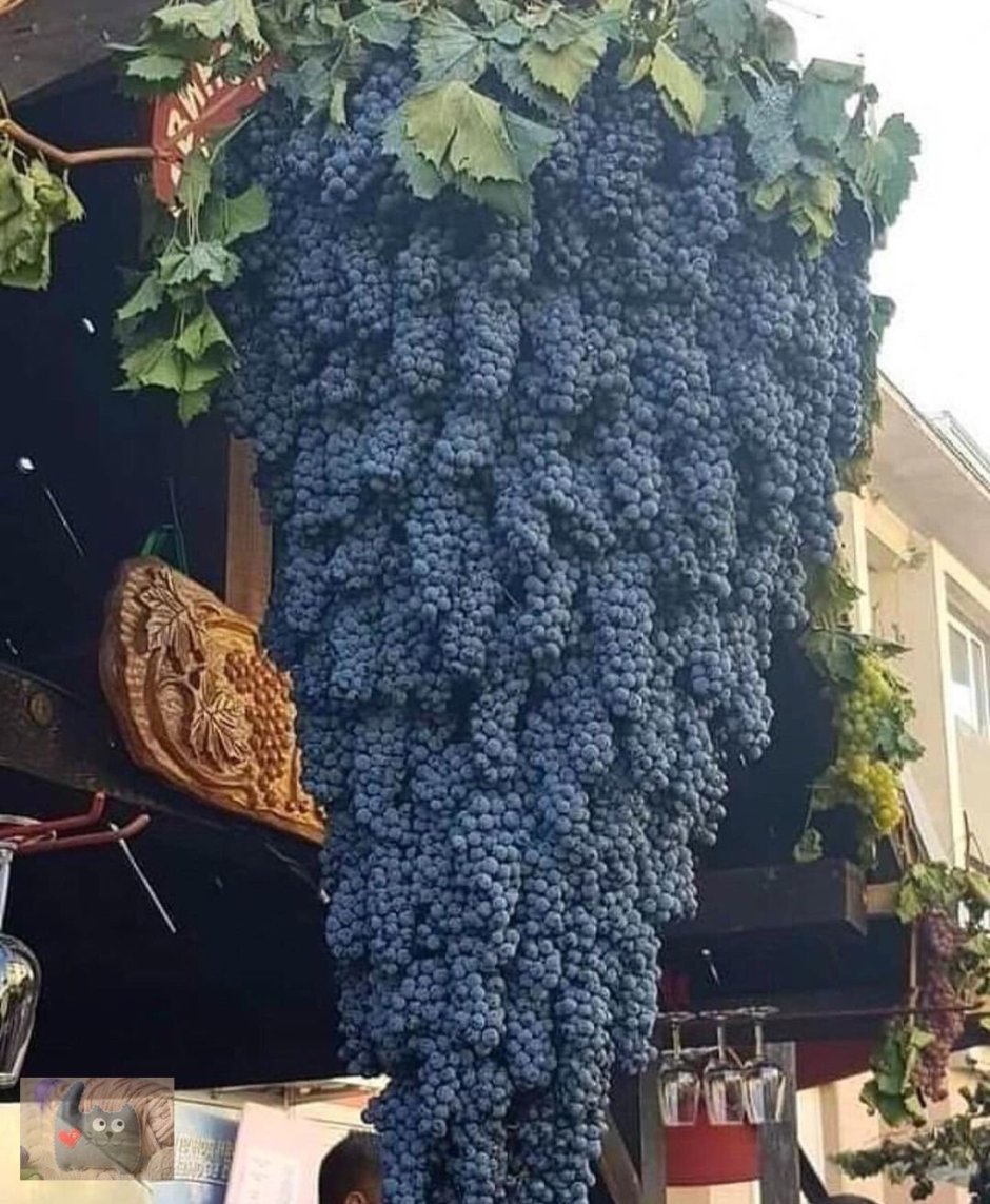 Огромная кисть винограда