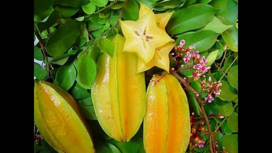 Тропический фрукт карамбола