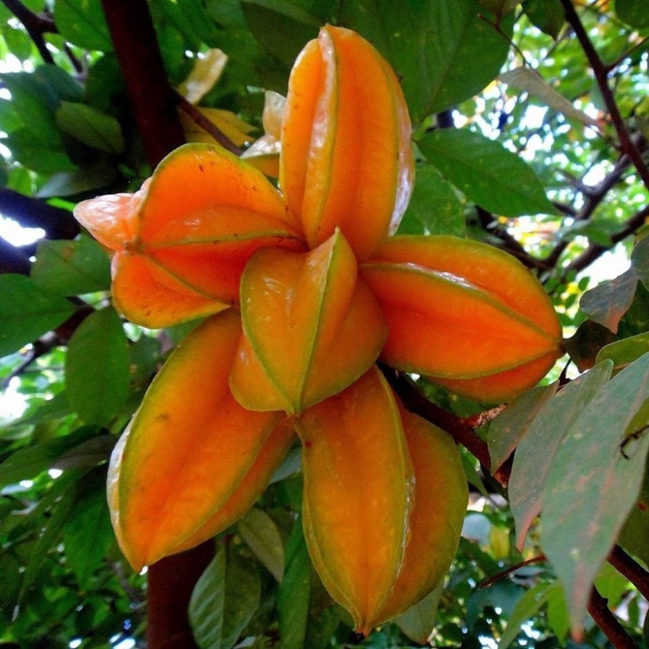 Тропический фрукт карамбола