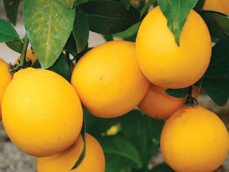 Цитрус лимон Мейера d12 h30