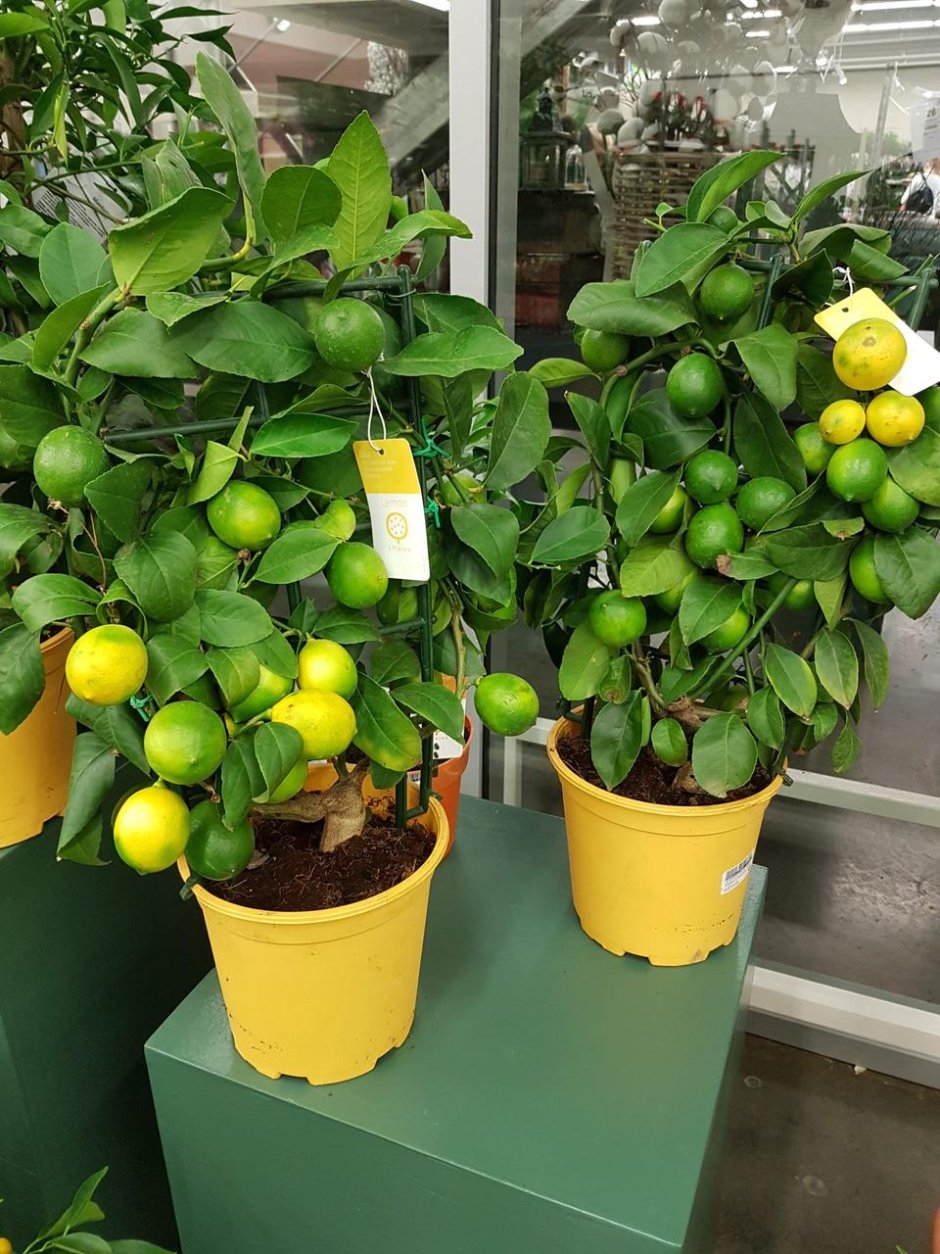 Цитрофортунелла лимон штамбовая