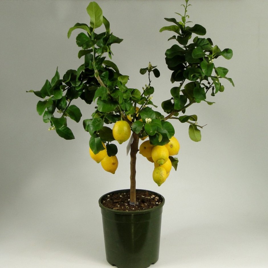 Лимон Мейера цитрусовые