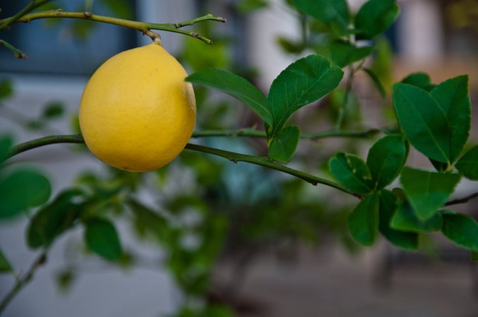 Цитрус лимон Мейера