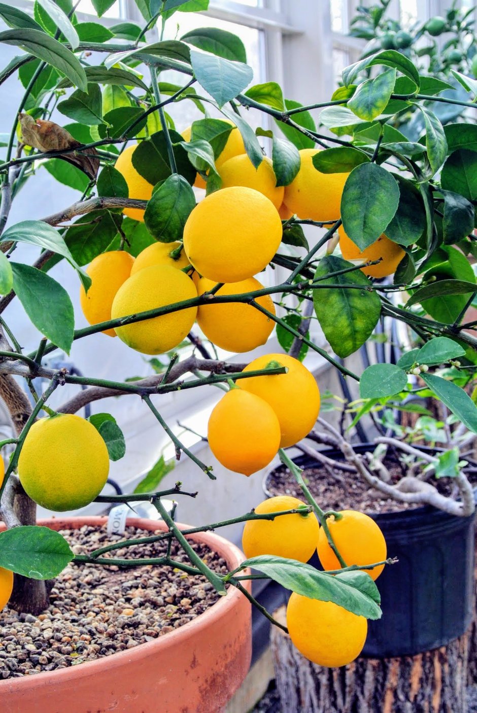 Цитрус лимон Мейера комнатный