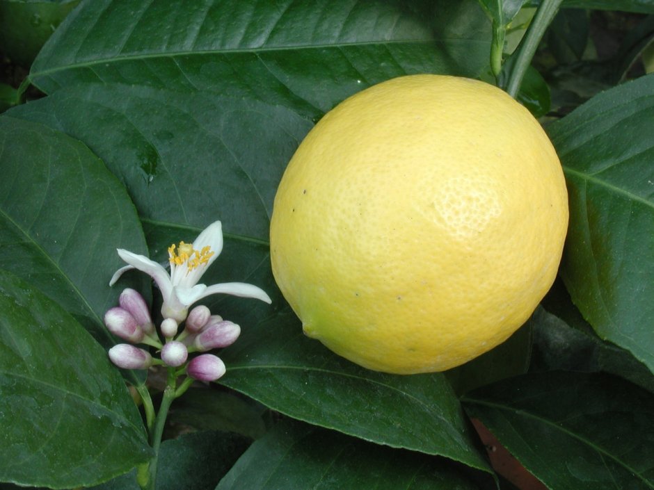 Лимон сорт Мейер