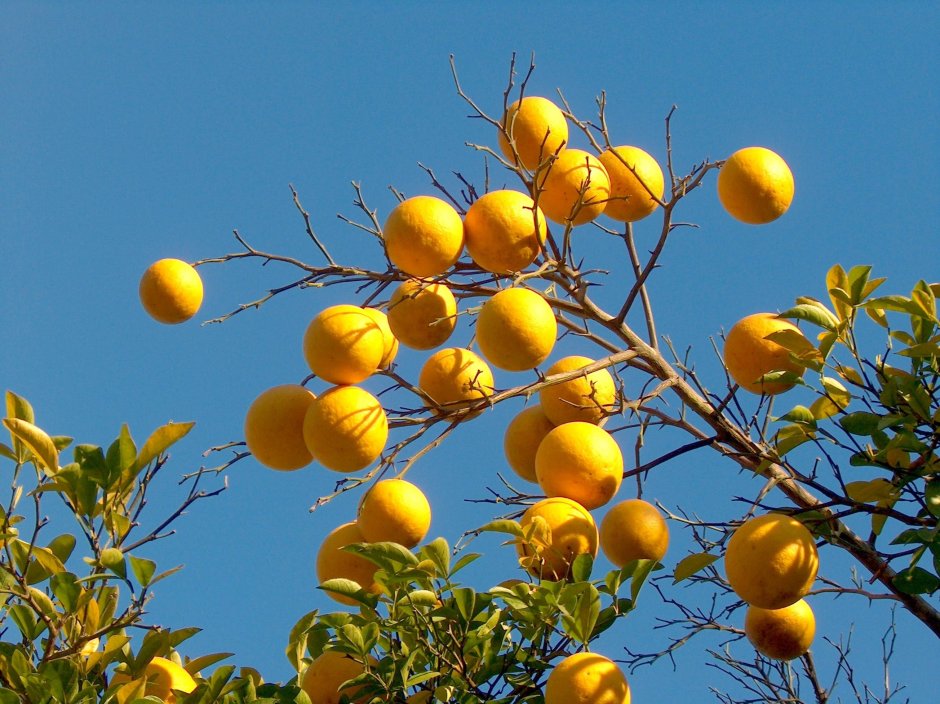 Цитрус лимон Мейера d12 h30