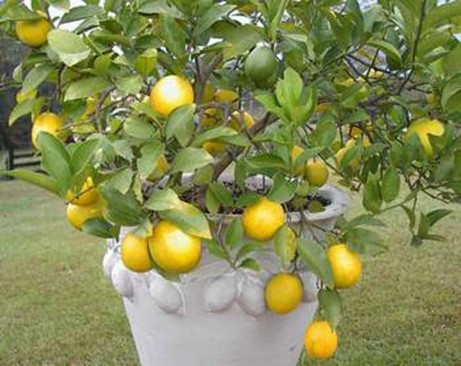 Цитрус лимон Мейера 750583