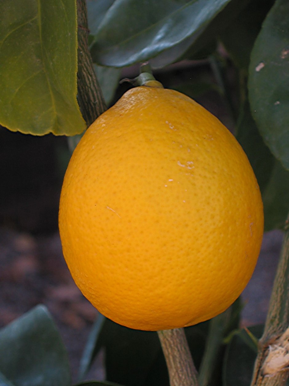 Сорт лимона Ташкентский Мейер