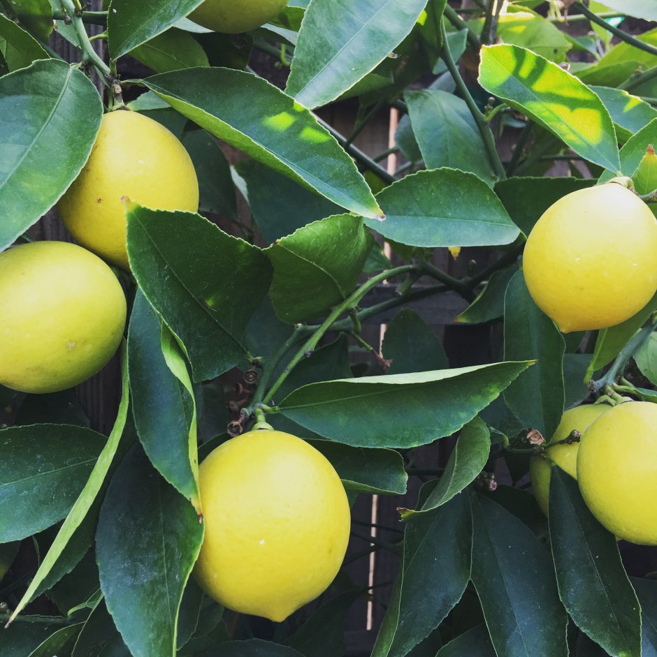 Дерево лимона Майер