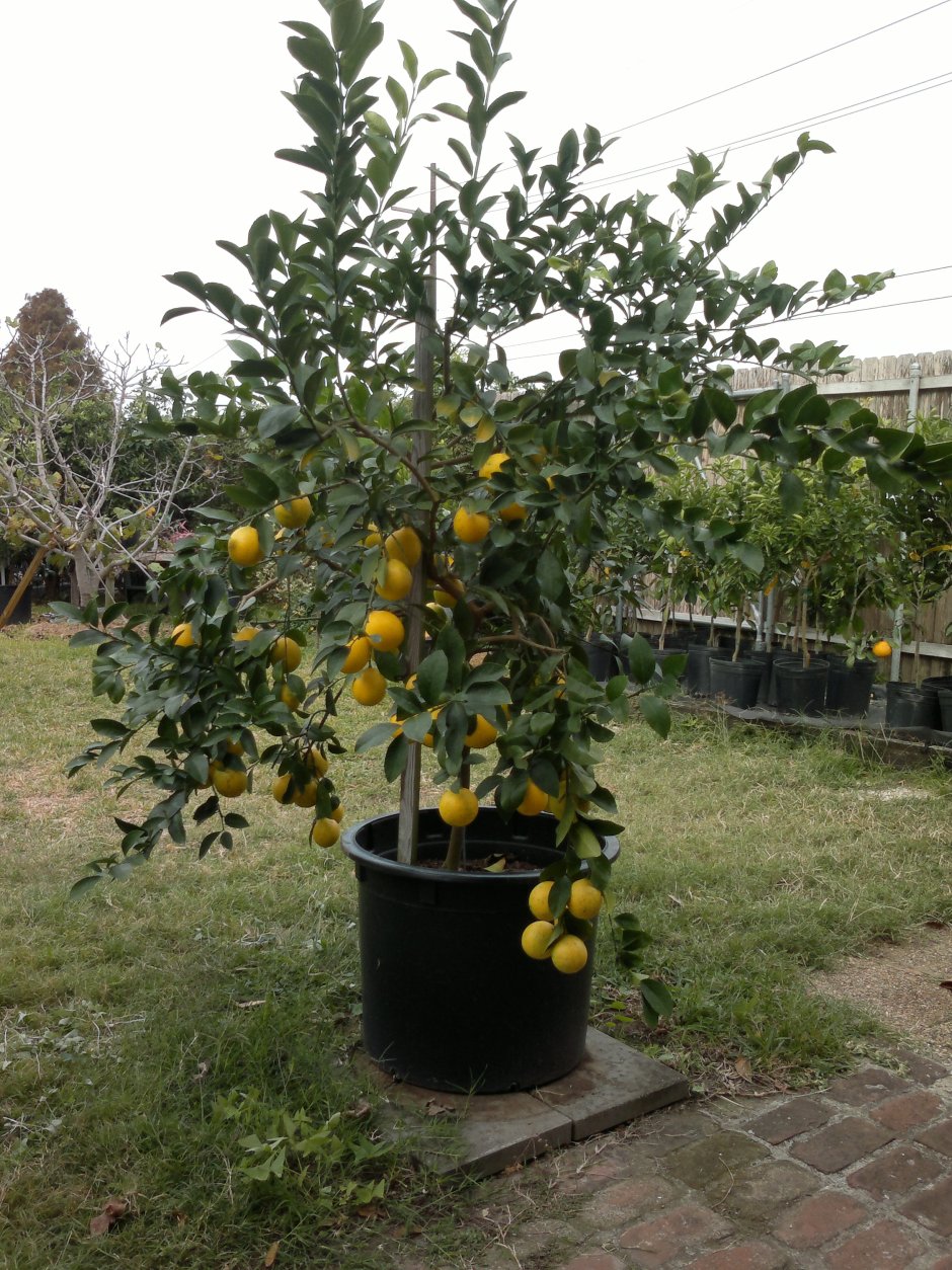 Саженец цитрус лимон Мейера