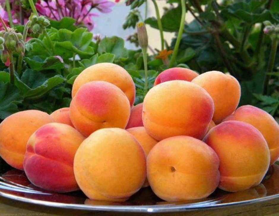 Мевалар абрикос