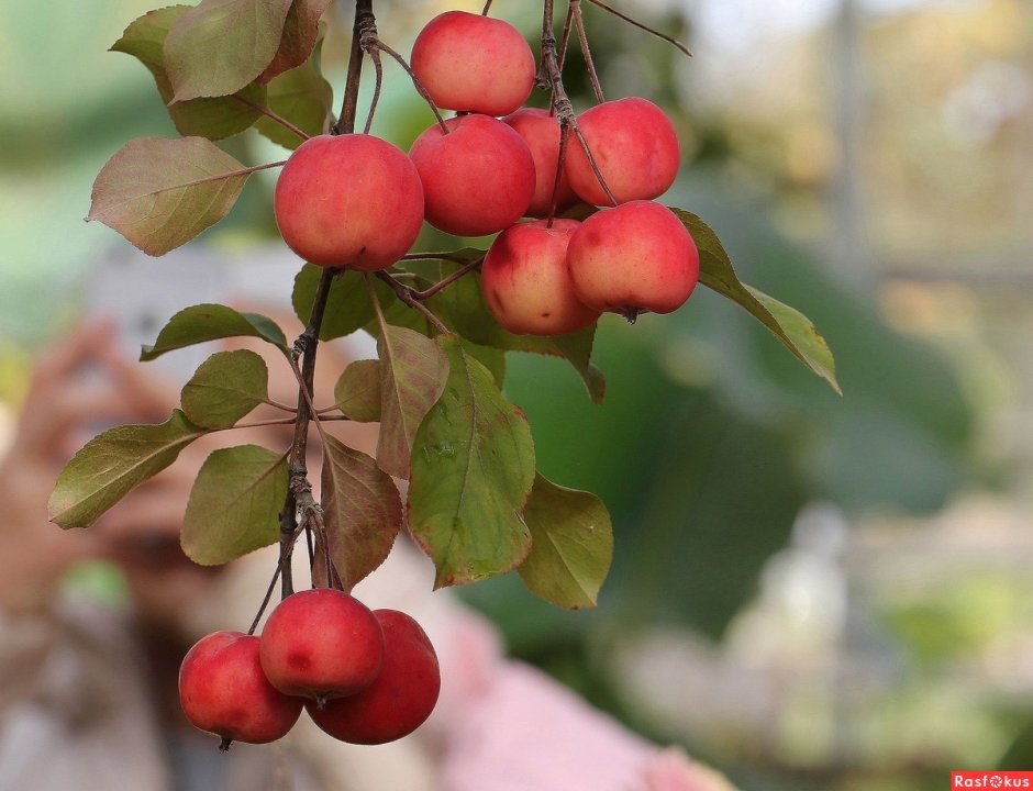 Яблоня Райские яблочки