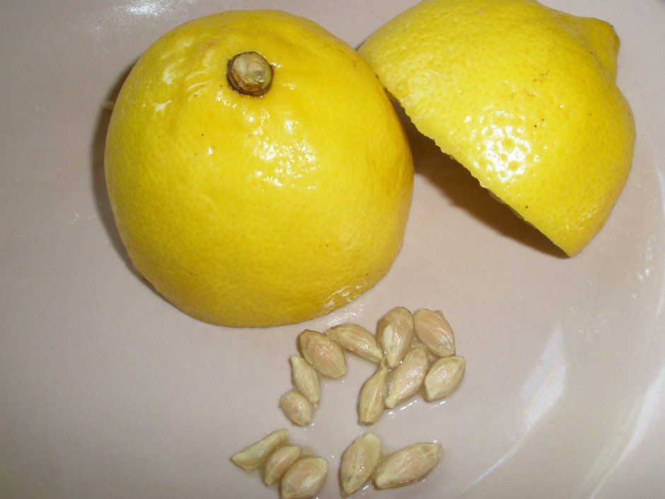 Косточки лимона