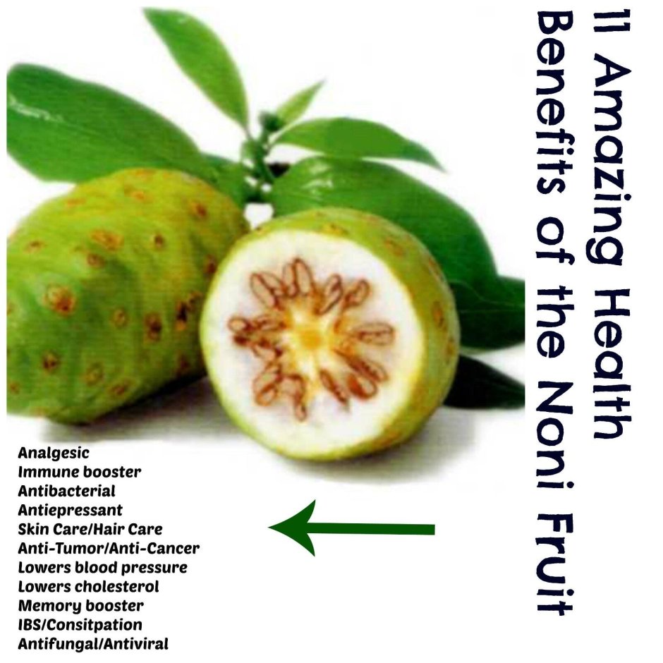 Morinda citrifolia Fruit extract