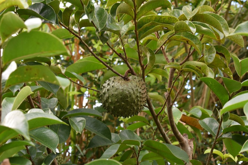 Гуанабана дерево