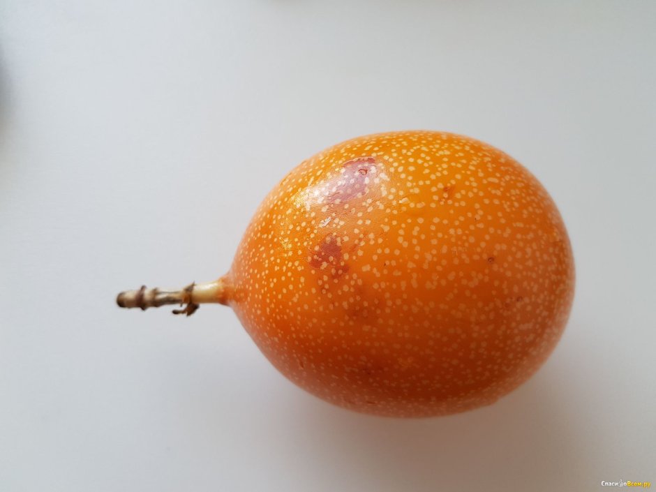 Фотография фрукта гренадила
