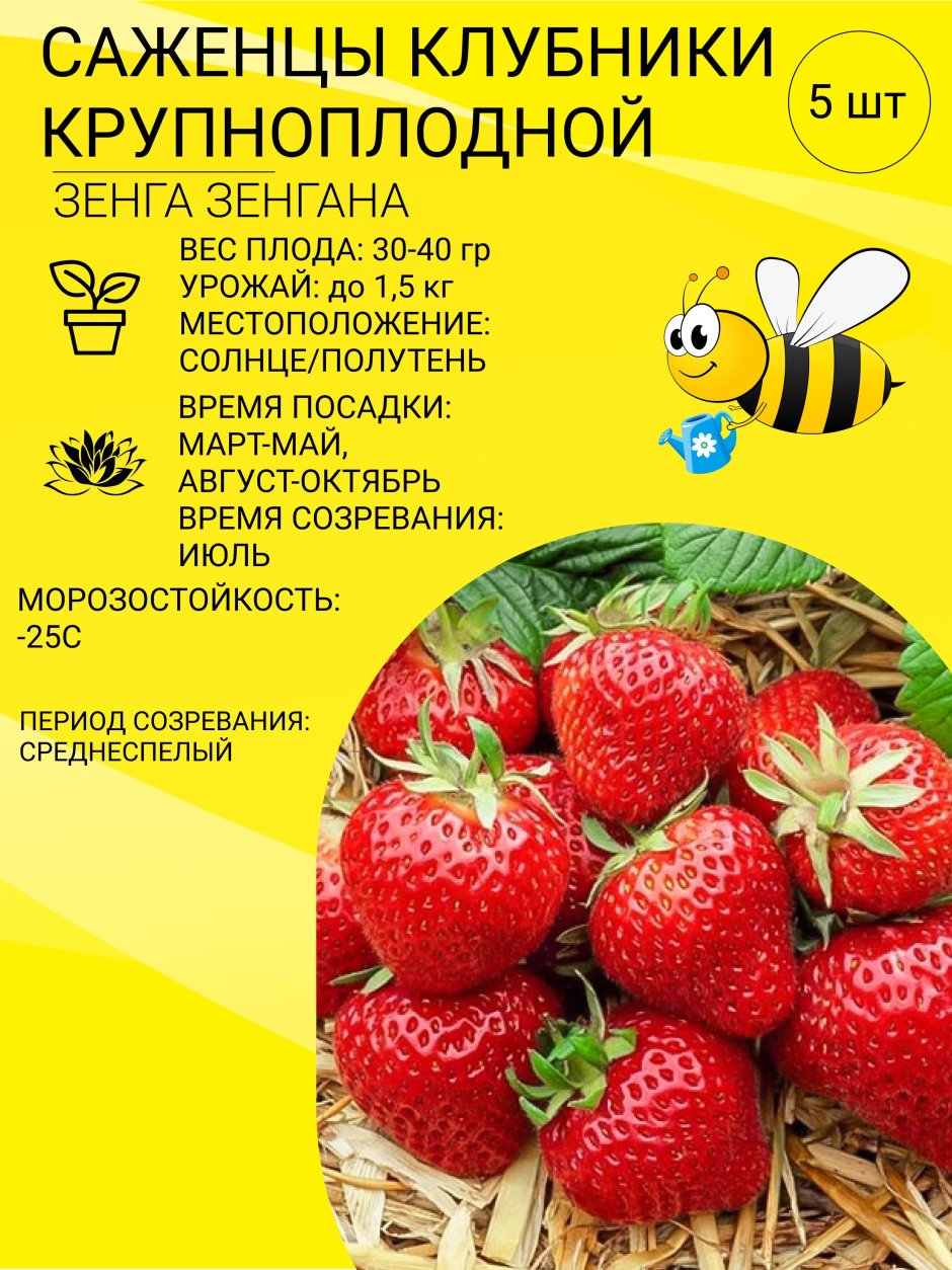 Купить клубнику Зенга Зенгана в Москве