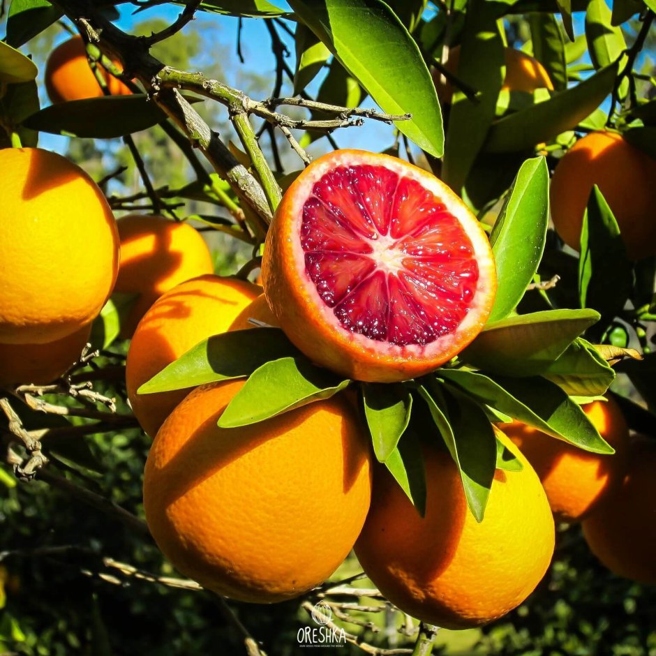 Сицилия апельсины
