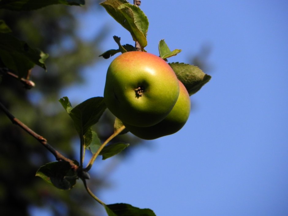 Яблоки на ветке зеленые