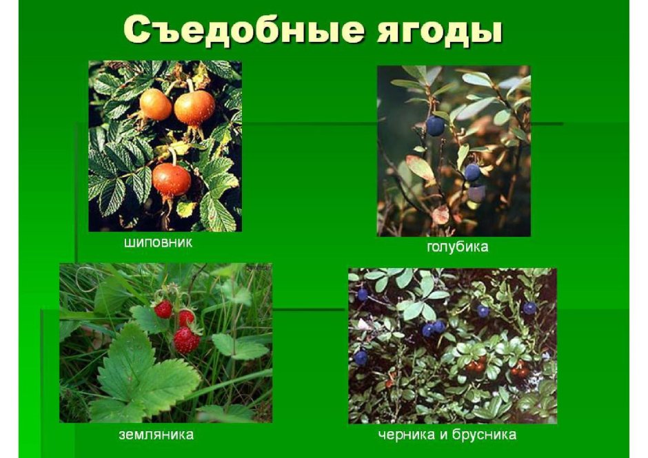 Лесные ягоды ядовитые и съедобные