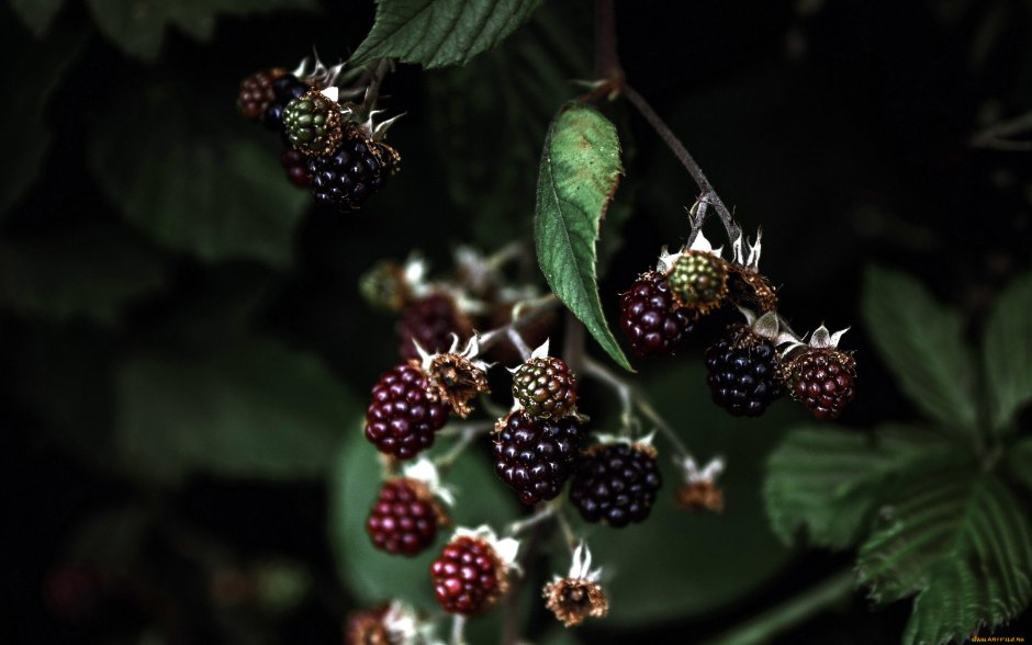 Ежевика bestberry (Бестберри)