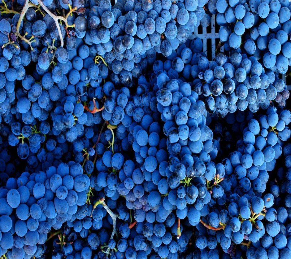 Виноград Кузьминский синий