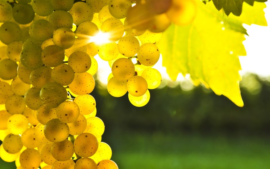 Гроздь виноград золотистая