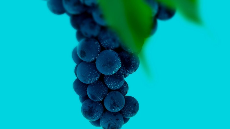 Виноград, гроздь, grapes, bunch