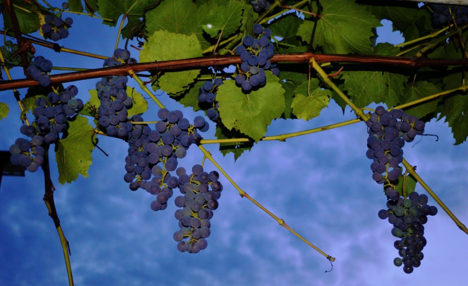 Виноград венгерская Голубка