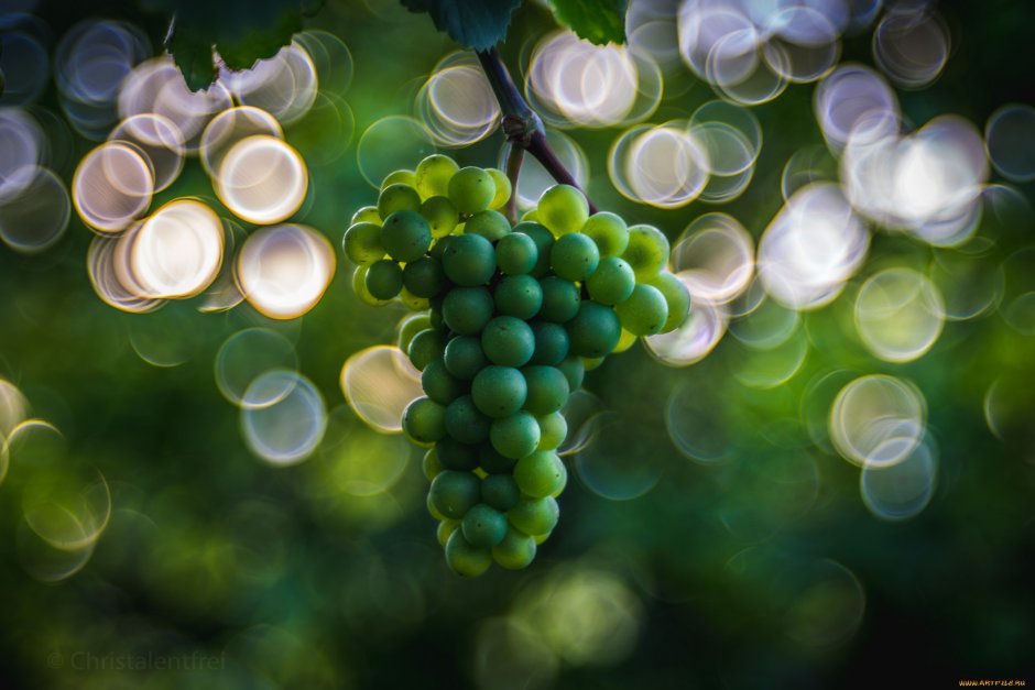 Виноград на коричневом фоне