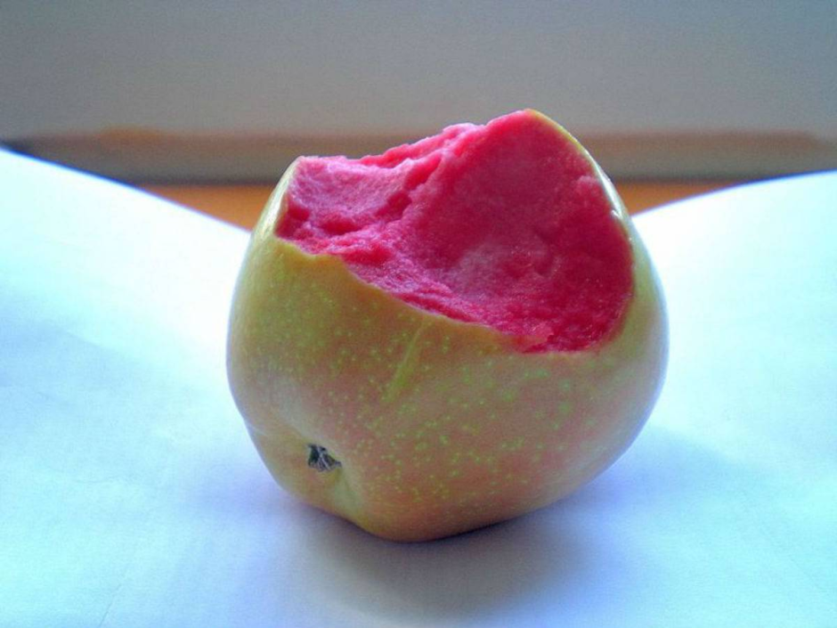 Яблоня красномясая розовый жемчуг